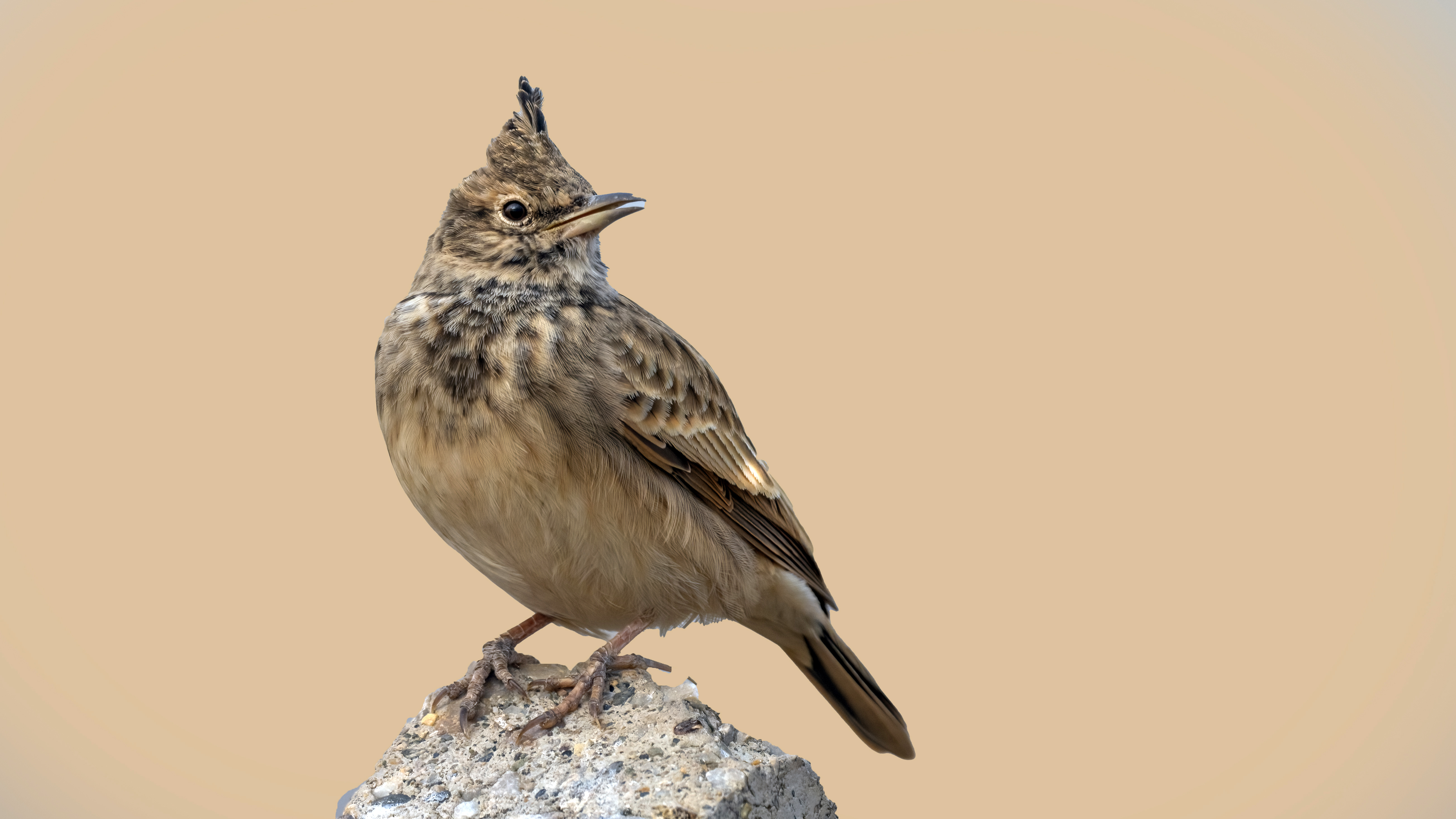 Crested Lark — Ana fotoğraf